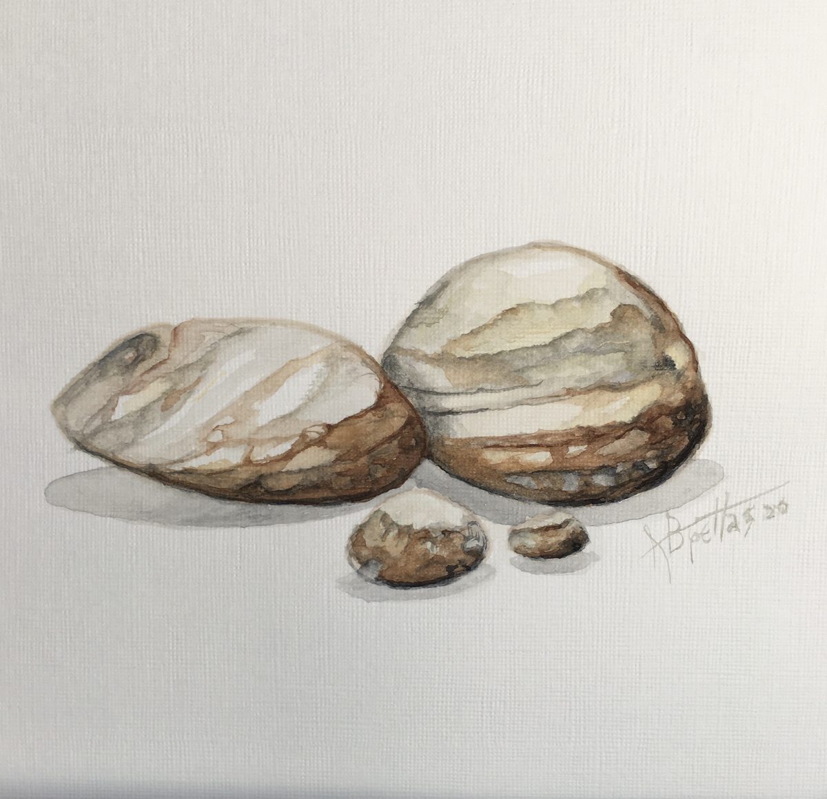 Watercolor study of walnut shells