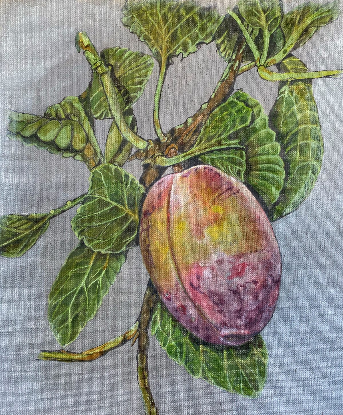 Botanical watercolor of a mango with leaves