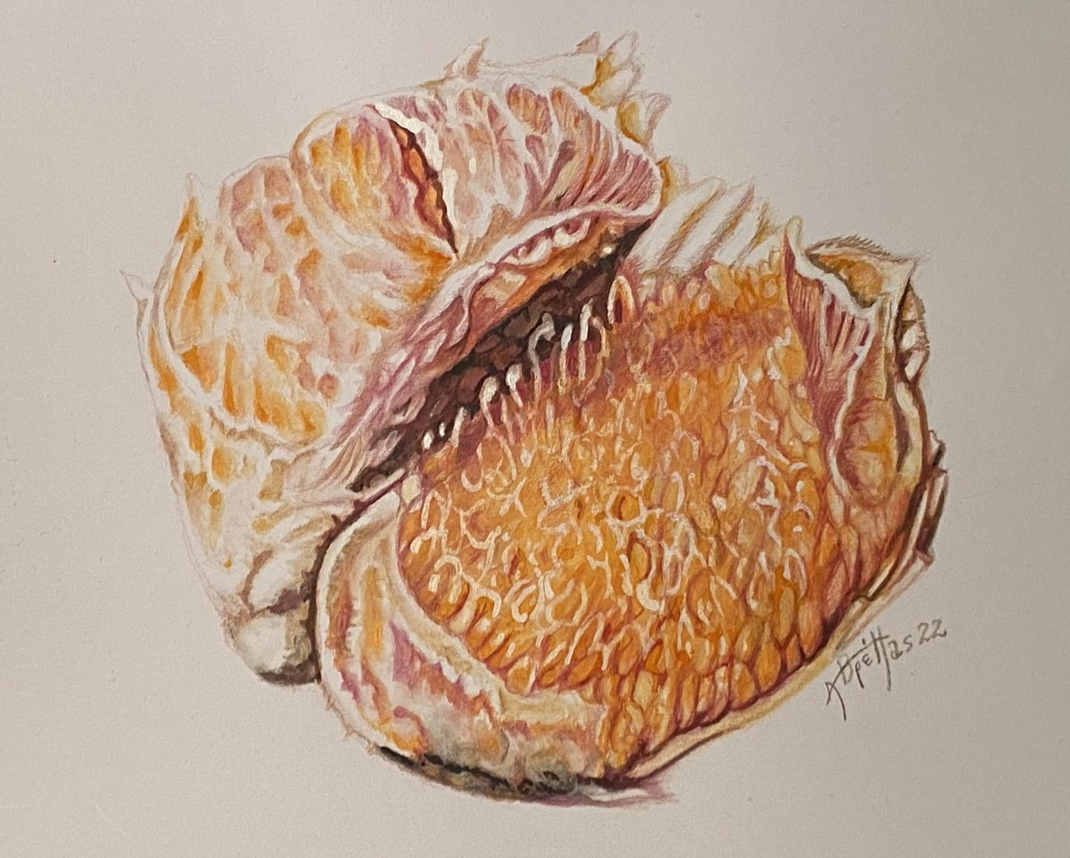 Watercolor study of an opened fruit on grey