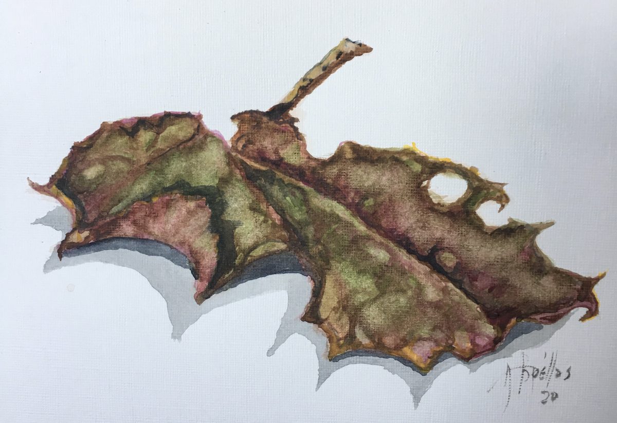 Watercolor study of a dried maple leaf