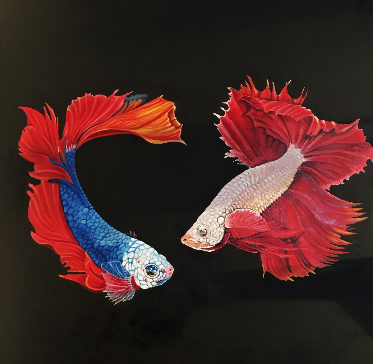 Two betta fish on black