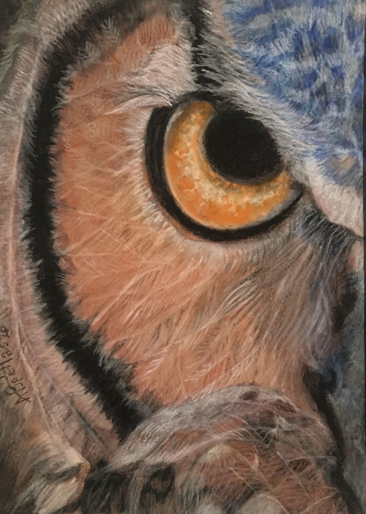 Close-up study of an owl's eye