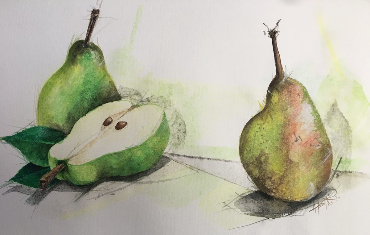 Watercolor of two pears in a light wash