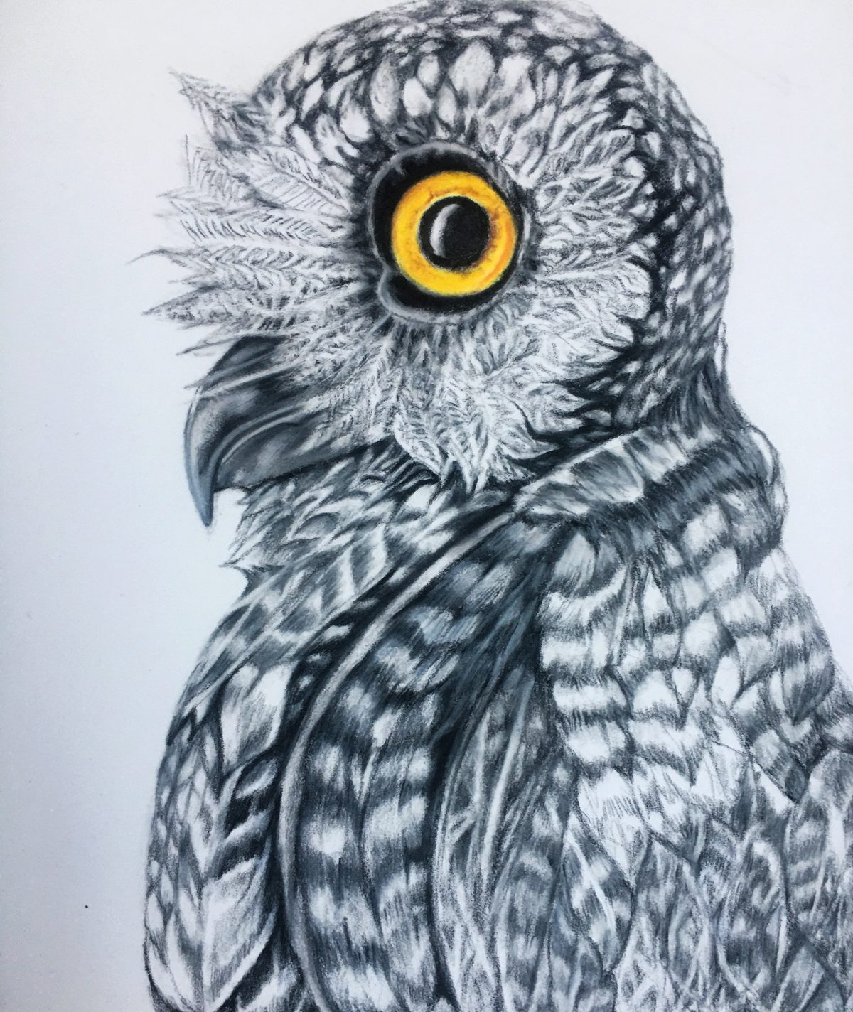 Portrait of a grey owl