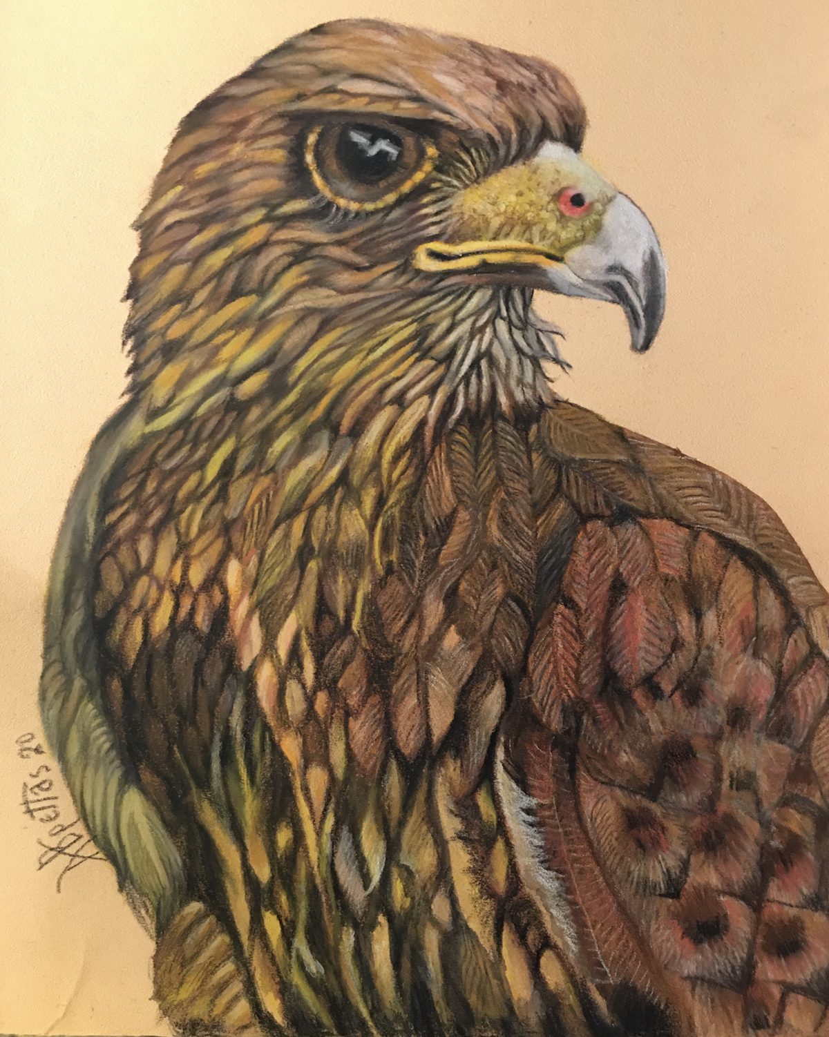 Detailed study of a hawk
