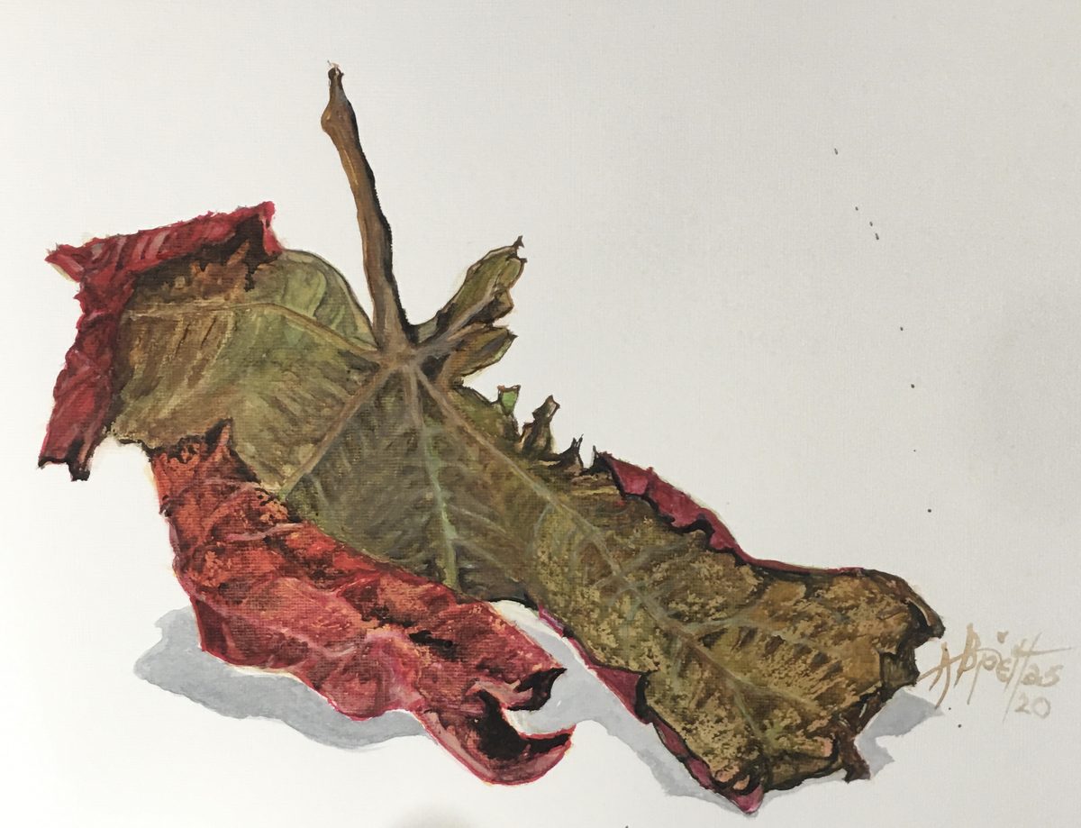 Watercolor study of a spiky oak leaf