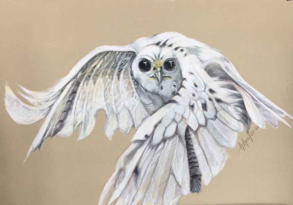 Drawing of a white owl in flight on tan paper