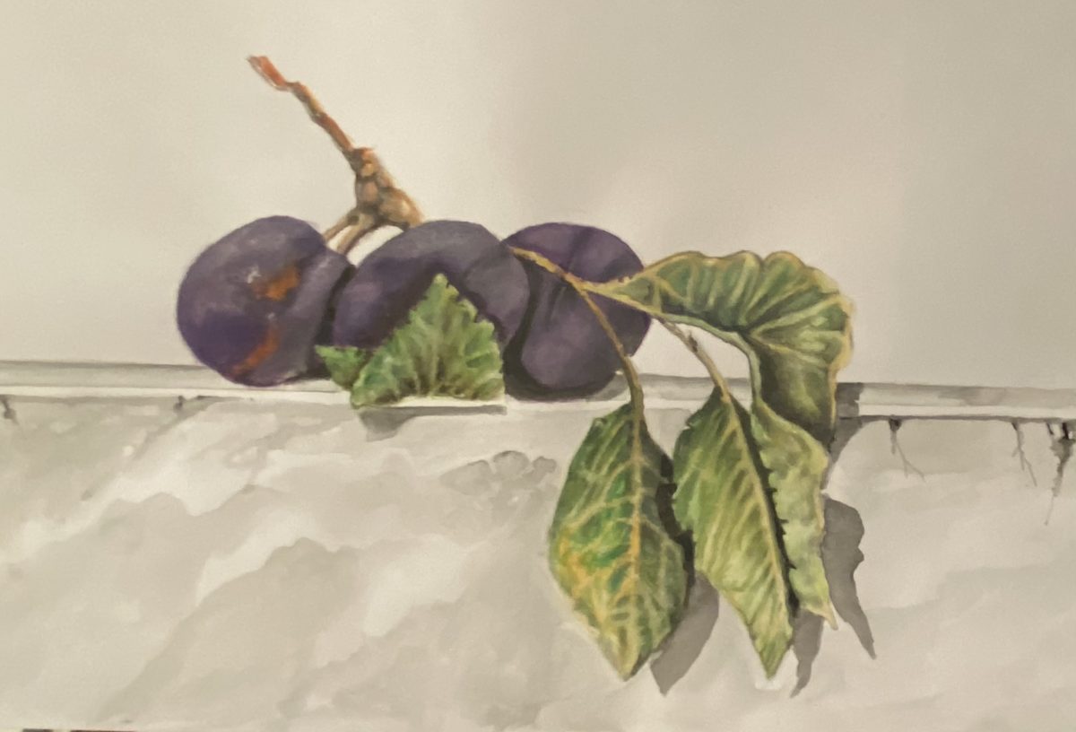 Watercolor of plums on a branch, white ground