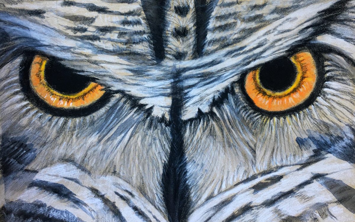 Close-up of an owl's orange eyes in blue-grey plumage