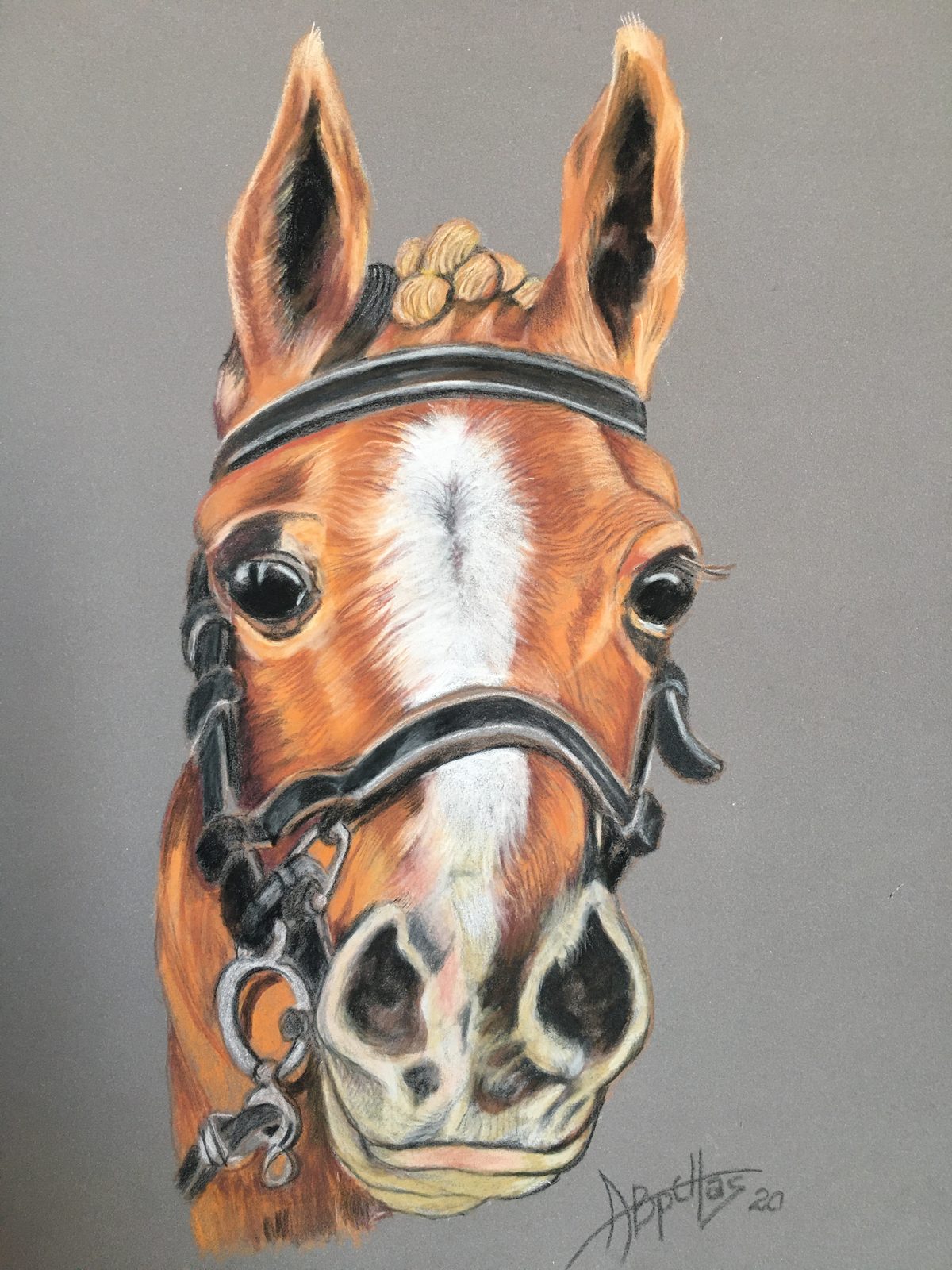 Portrait study of a horse's head in a bridle