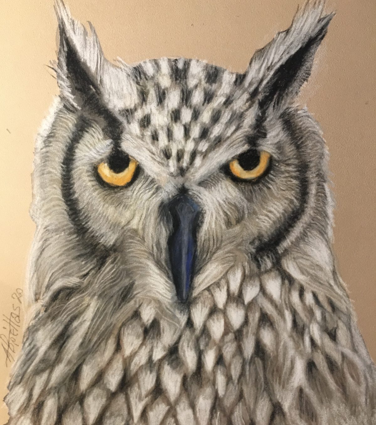 Pencil drawing of an owl's face